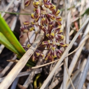 Lomandra multiflora at Belconnen, ACT - 26 Oct 2023 12:30 PM