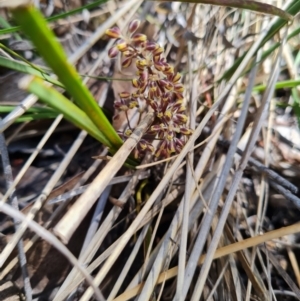 Lomandra multiflora at Belconnen, ACT - 26 Oct 2023