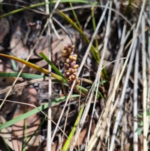 Lomandra multiflora at Belconnen, ACT - 26 Oct 2023