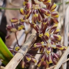 Lomandra multiflora at Belconnen, ACT - 26 Oct 2023 12:30 PM