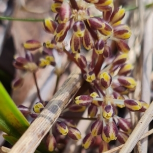 Lomandra multiflora at Belconnen, ACT - 26 Oct 2023