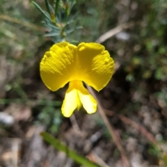 Gompholobium huegelii (Pale Wedge Pea) at Belconnen, ACT - 26 Oct 2023 by WalkYonder