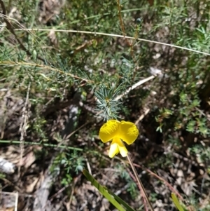 Gompholobium huegelii at Belconnen, ACT - 26 Oct 2023