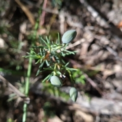 Gompholobium huegelii at Belconnen, ACT - 26 Oct 2023