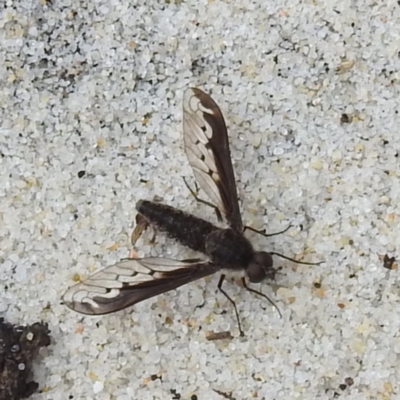 Aleucosia sp. (genus) at Egg Lagoon, TAS - 26 Oct 2023 by HelenCross