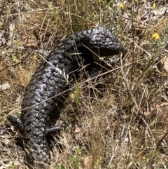 Tiliqua rugosa (Shingleback Lizard) at Mount Ainslie - 26 Oct 2023 by KL