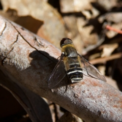 Villa sp. (genus) (Unidentified Villa bee fly) at Higgins, ACT - 26 Oct 2023 by Trevor