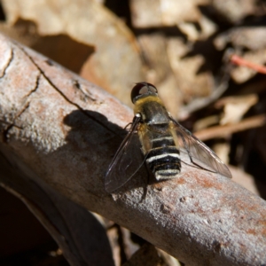 Villa sp. (genus) at Higgins, ACT - 26 Oct 2023