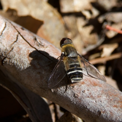 Villa sp. (genus) (Unidentified Villa bee fly) at Higgins, ACT - 26 Oct 2023 by MichaelWenke