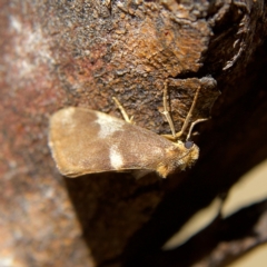 Anestia (genus) (A tiger moth) at Higgins, ACT - 26 Oct 2023 by Trevor
