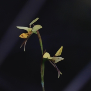 Diuris sulphurea at Canberra Central, ACT - suppressed