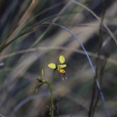 Diuris sulphurea at Canberra Central, ACT - suppressed