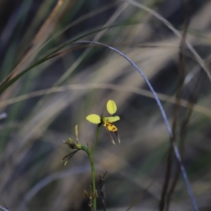 Diuris sulphurea at Canberra Central, ACT - suppressed