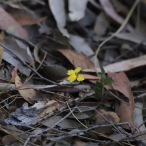 Goodenia hederacea subsp. hederacea at Canberra Central, ACT - 26 Oct 2023 06:30 PM