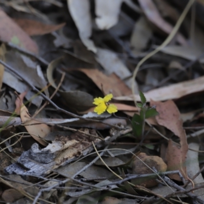 Goodenia hederacea subsp. hederacea (Ivy Goodenia, Forest Goodenia) at Canberra Central, ACT - 26 Oct 2023 by JimL
