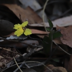 Goodenia hederacea subsp. hederacea at Canberra Central, ACT - 26 Oct 2023