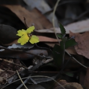 Goodenia hederacea subsp. hederacea at Canberra Central, ACT - 26 Oct 2023 06:30 PM