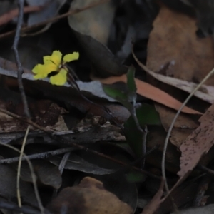 Goodenia hederacea subsp. hederacea at Canberra Central, ACT - 26 Oct 2023