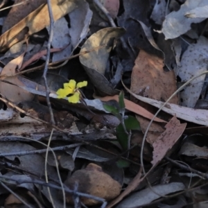 Goodenia hederacea subsp. hederacea at Canberra Central, ACT - 26 Oct 2023