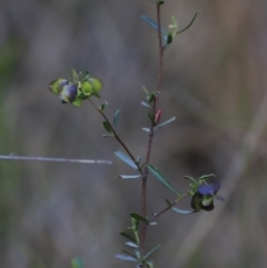 Dodonaea viscosa subsp. cuneata (Wedge-leaved Hop Bush) at Canberra Central, ACT - 26 Oct 2023 by JimL