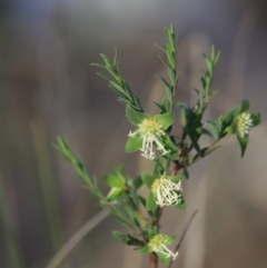 Pimelea linifolia subsp. linifolia (Queen of the Bush, Slender Rice-flower) at Canberra Central, ACT - 26 Oct 2023 by JimL