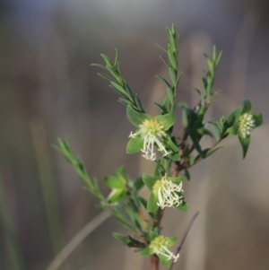 Pimelea linifolia subsp. linifolia at Canberra Central, ACT - 26 Oct 2023 06:39 PM