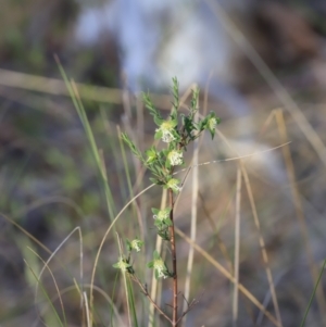 Pimelea linifolia subsp. linifolia at Canberra Central, ACT - 26 Oct 2023 06:39 PM