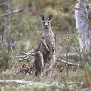 Macropus giganteus at Canberra Central, ACT - 26 Oct 2023