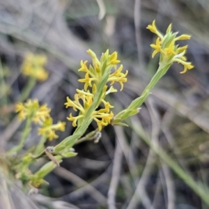 Pimelea curviflora var. sericea at Carwoola, NSW - 26 Oct 2023