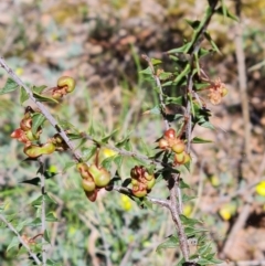 Acacia gunnii (Ploughshare Wattle) at Aranda Bushland - 26 Oct 2023 by WalkYonder