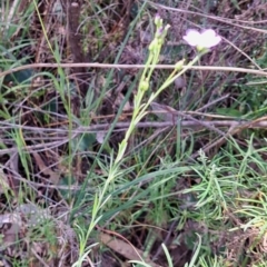 Linum marginale (Native Flax) at Mount Majura - 26 Oct 2023 by abread111