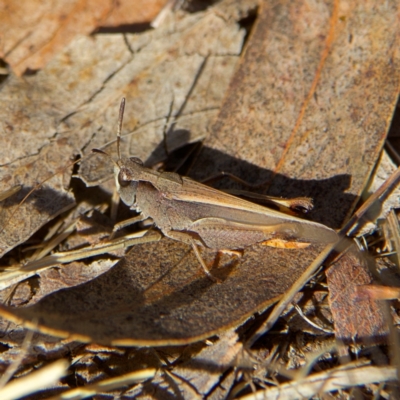 Cryptobothrus chrysophorus (Golden Bandwing) at Higgins, ACT - 26 Oct 2023 by MichaelWenke