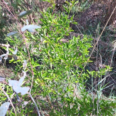 Pyracantha crenulata (Firethorn) at Mount Majura - 26 Oct 2023 by abread111