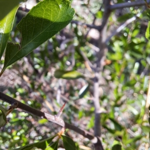 Pyracantha crenulata at Majura, ACT - 26 Oct 2023 03:36 PM