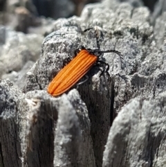 Porrostoma sp. (genus) (Lycid, Net-winged beetle) at Aranda Bushland - 26 Oct 2023 by WalkYonder