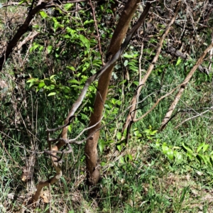 Ligustrum sinense at Majura, ACT - 26 Oct 2023