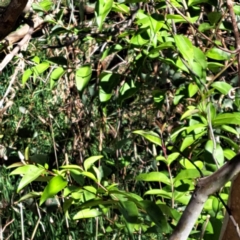 Ligustrum sinense at Majura, ACT - 26 Oct 2023 03:36 PM