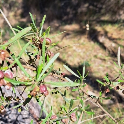 Dodonaea viscosa subsp. angustissima (Hop Bush) at Majura, ACT - 26 Oct 2023 by abread111