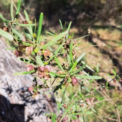 Dodonaea viscosa subsp. angustissima at Majura, ACT - 26 Oct 2023 03:40 PM