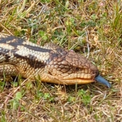 Tiliqua nigrolutea (Blotched Blue-tongue) at Yambacoona, TAS - 26 Oct 2023 by HelenCross