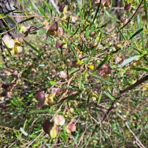 Dodonaea viscosa subsp. angustissima at Majura, ACT - 26 Oct 2023 03:41 PM