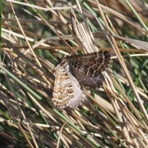 Chrysolarentia nephodes at Cotter River, ACT - 20 Oct 2023