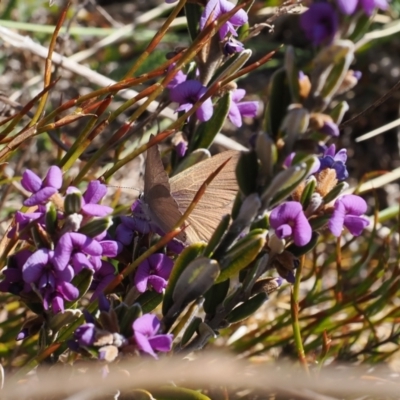 Candalides heathi (Rayed Blue) at Cotter River, ACT - 20 Oct 2023 by RAllen