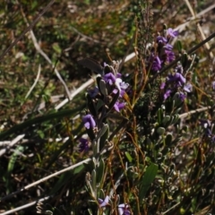 Hovea montana (Alpine Hovea) at Cotter River, ACT - 20 Oct 2023 by RAllen
