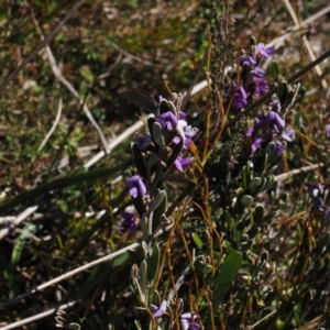 Hovea montana at Cotter River, ACT - 20 Oct 2023