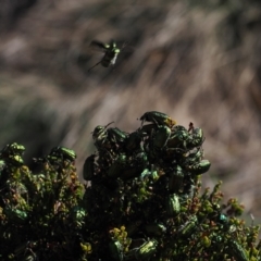Diphucephala sp. (genus) (Green Scarab Beetle) at Namadgi National Park - 20 Oct 2023 by RAllen