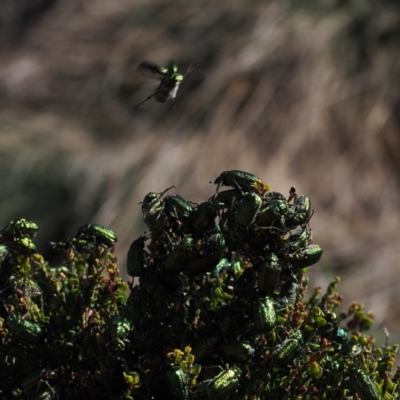 Diphucephala elegans (Green scarab beetle) at Cotter River, ACT - 20 Oct 2023 by RAllen
