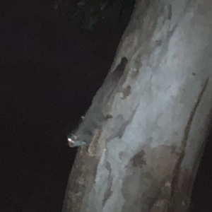 Petaurus notatus at Tuggeranong, ACT - 26 Oct 2023