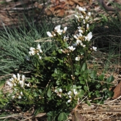 Cardamine lilacina (Lilac Bitter-cress) at Cotter River, ACT - 20 Oct 2023 by RAllen