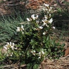 Cardamine lilacina (Lilac Bitter-cress) at Namadgi National Park - 20 Oct 2023 by RAllen